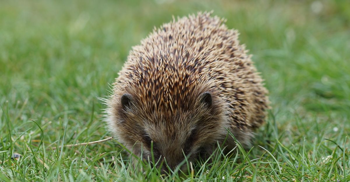 Igel im Garten helfen: So wird dein Grün zum sicheren Paradies für stachelige Gäste