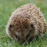Igel im Garten helfen: So wird dein Grün zum sicheren Paradies für stachelige Gäste