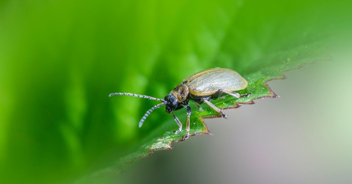 Engerlinge natürlich bekämpfen: Wirksame Tipps für einen gesunden Garten