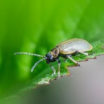 Engerlinge natürlich bekämpfen: Wirksame Tipps für einen gesunden Garten