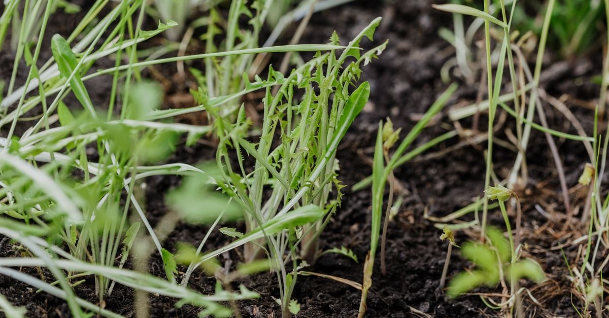 Gründüngung richtig einsetzen: So wird Ihr Gartenboden nachhaltig fruchtbar