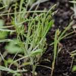 Gründüngung richtig einsetzen: So wird Ihr Gartenboden nachhaltig fruchtbar