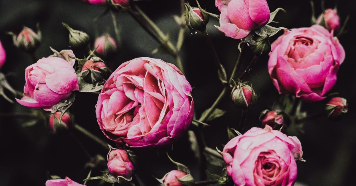 Rosen natürlich vor Krankheiten schützen: Die besten Tipps für gesunde und prächtige Blüten