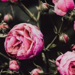 Rosen natürlich vor Krankheiten schützen: Die besten Tipps für gesunde und prächtige Blüten