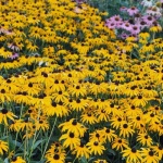 Sonnenkünstler im Garten: Die schönsten Stauden für sonnige Standorte