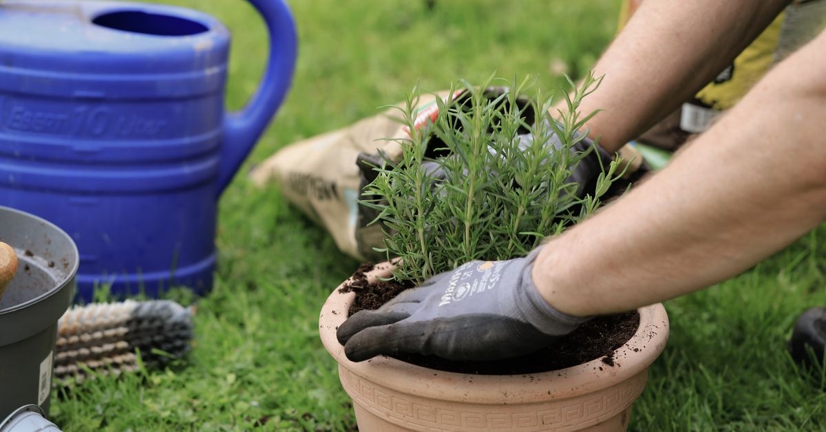 Gartengestaltung für Anfänger: Mit einfachen Ideen zum eigenen Traumgarten