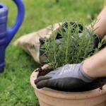 Gartengestaltung für Anfänger: Mit einfachen Ideen zum eigenen Traumgarten