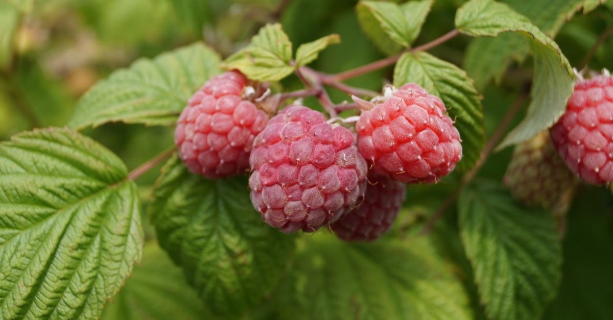 Süße Ernte garantiert: Himbeeren richtig anbauen und erfolgreich pflegen