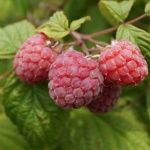 Süße Ernte garantiert: Himbeeren richtig anbauen und erfolgreich pflegen