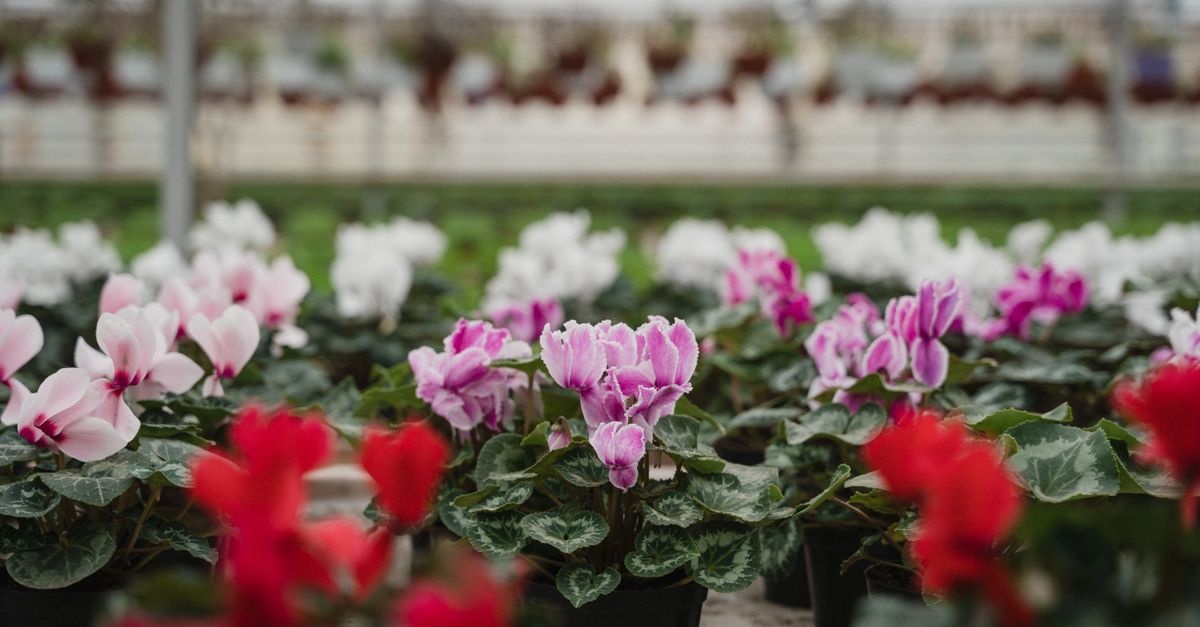 Grünes Paradies trotz Nässe: Die schönsten Stauden für feuchte Gartenböden