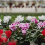 Grünes Paradies trotz Nässe: Die schönsten Stauden für feuchte Gartenböden