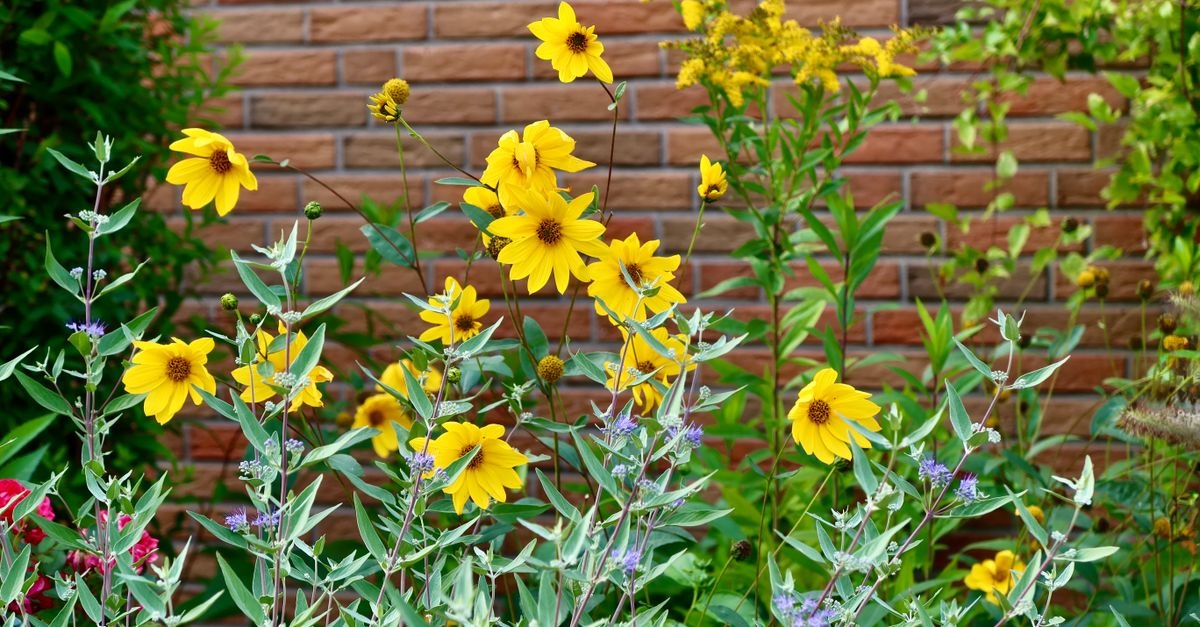 Blühende Vielfalt im Garten: So gestaltest du dein Staudenbeet perfekt