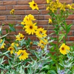 Blühende Vielfalt im Garten: So gestaltest du dein Staudenbeet perfekt