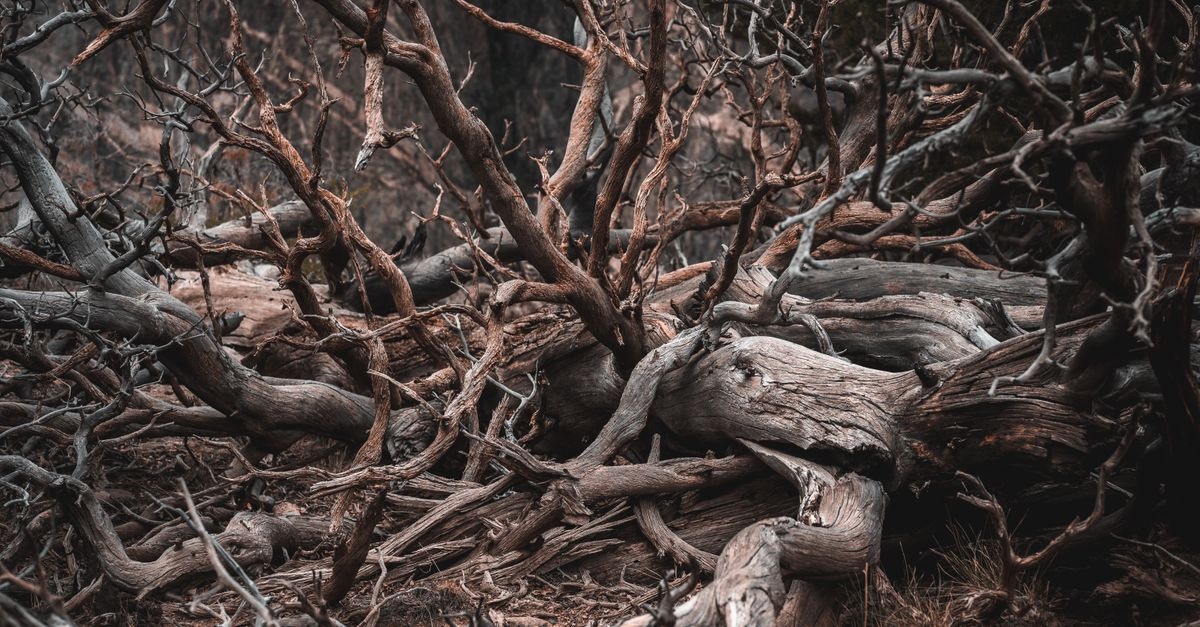 Aus Alt mach Lebensraum: So wird Totholz zum Natur-Highlight in deinem Garten