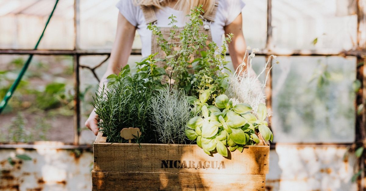 Vom Beet bis zum Balkon: So gelingt dein eigener Kräutergarten ganz einfach