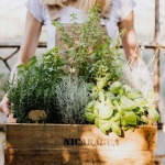 Vom Beet bis zum Balkon: So gelingt dein eigener Kräutergarten ganz einfach